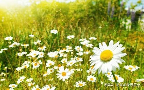 雏菊新皮肤爆料视频在线观看,花漾绽放,浪漫来袭! 第1张 雏菊新皮肤爆料视频在线观看,花漾绽放,浪漫来袭! 第1张